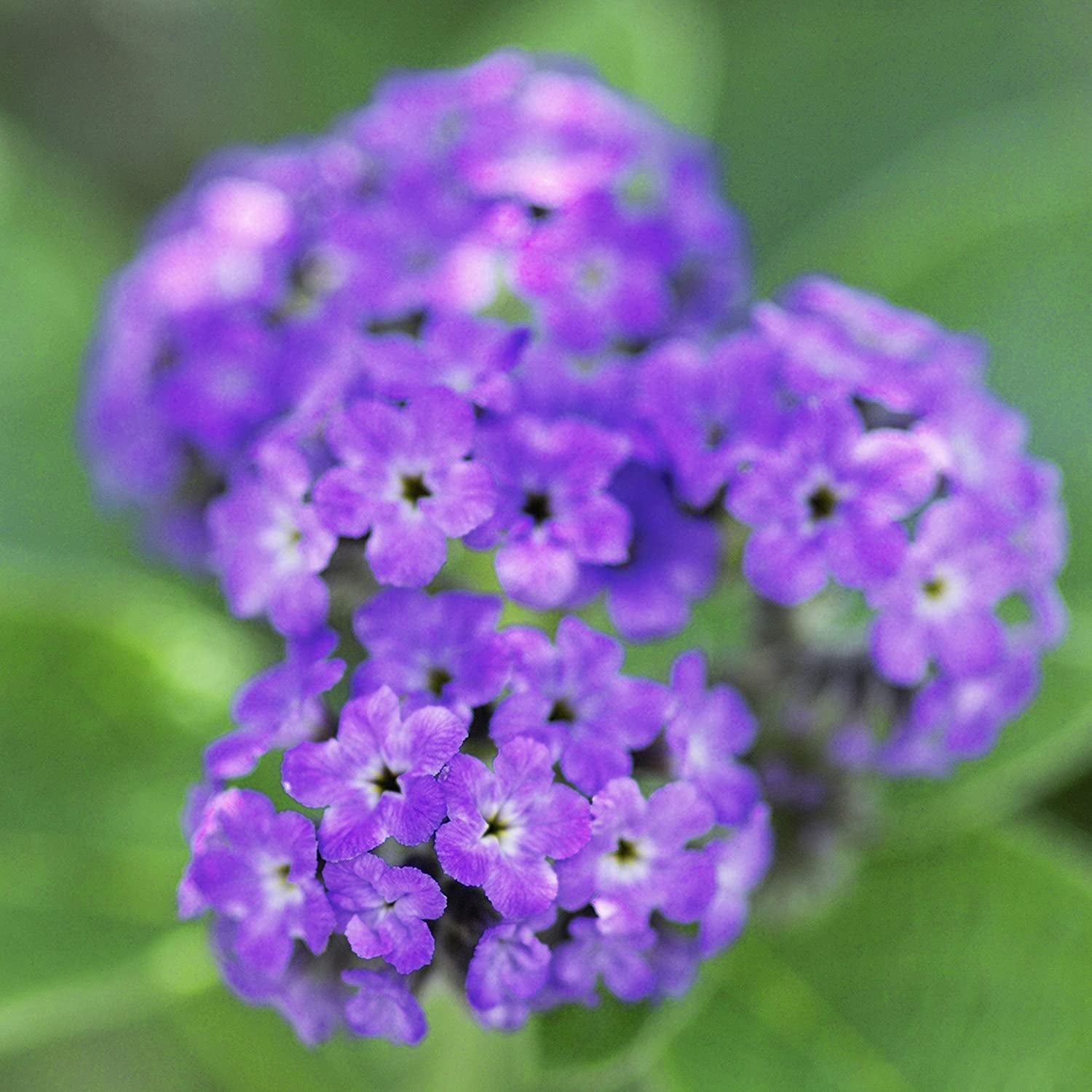 Women's Perfume, Fragrance by , Day or Night Scent, Eau de Parfum, CASUAL, 4 Fl Oz
